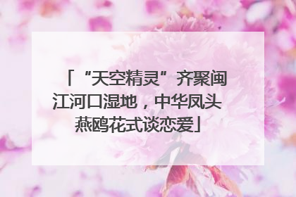 “天空精灵”齐聚闽江河口湿地，中华凤头燕鸥花式谈恋爱