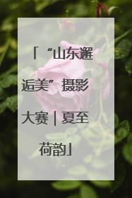“山东邂逅美”摄影大赛｜夏至荷韵
