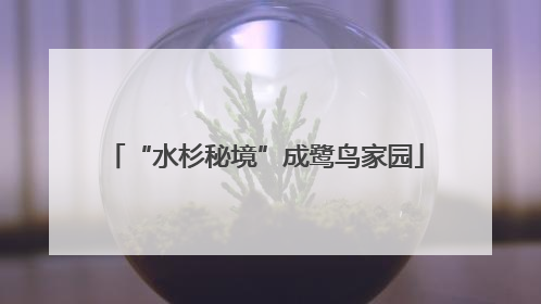 “水杉秘境”成鹭鸟家园