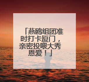 燕鸥组团准时打卡厦门，亲密投喂大秀恩爱！