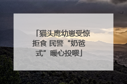 猫头鹰幼崽受惊拒食 民警“奶爸式”暖心投喂