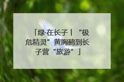 绿·在长子丨“极危精灵”黄胸鹀到长子营“旅游”