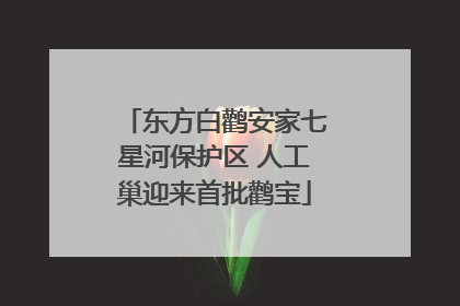 东方白鹳安家七星河保护区 人工巢迎来首批鹳宝