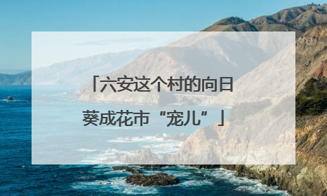 六安这个村的向日葵成花市“宠儿”