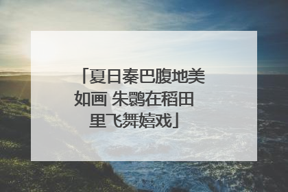 夏日秦巴腹地美如画 朱鹮在稻田里飞舞嬉戏