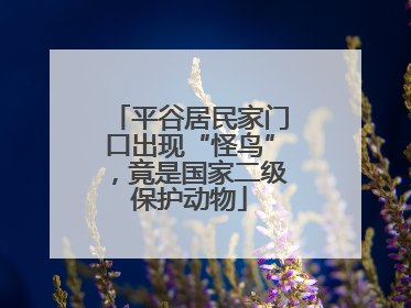 平谷居民家门口出现“怪鸟”，竟是国家二级保护动物