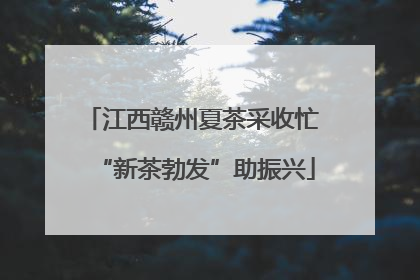 江西赣州夏茶采收忙 “新茶勃发”助振兴
