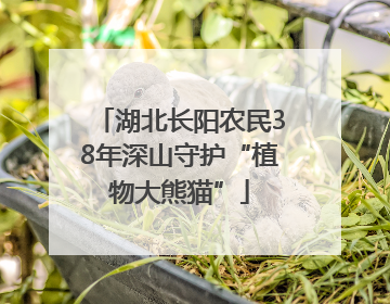 湖北长阳农民38年深山守护“植物大熊猫”
