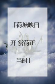荷塘映日开 赏荷正当时