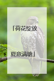 荷花绽放 夏意满塘