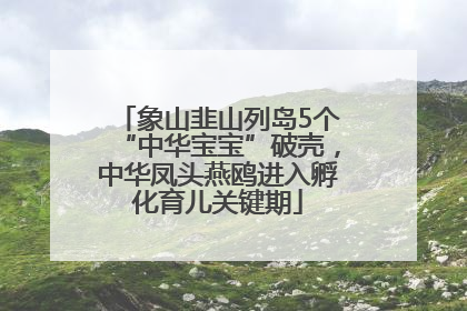 象山韭山列岛5个“中华宝宝”破壳，中华凤头燕鸥进入孵化育儿关键期