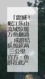震撼！岷江乐山流域惊现万鱼翻涌，成群结队绵延两三公里 官方：鱼群在此产卵