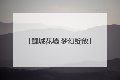 鲤城花墙 梦幻绽放